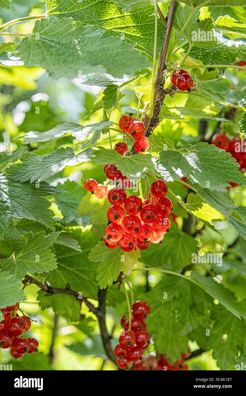 Fruits biologiques mûrs à la lumière du soleil, parfaits pour une alimentation saine, un style de vie naturel et des concepts de fond d'été. Banque D'Images