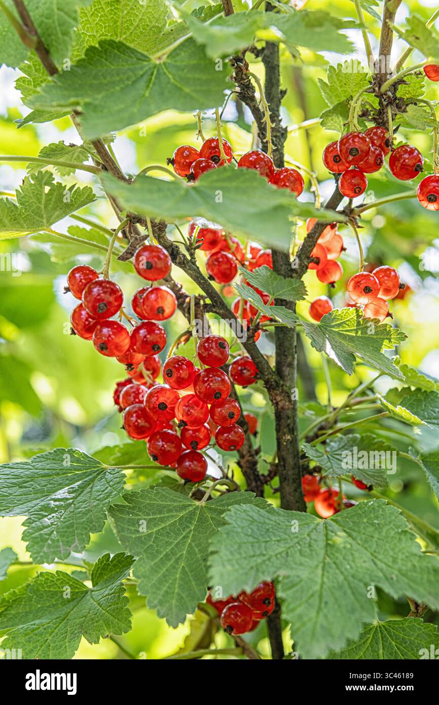 Gros plan de baies de groseille mûres sur une branche avec une feuille verte. Fruits biologiques frais éclatant à la lumière du soleil, parfait pour une alimentation saine, backgroun d'été Banque D'Images