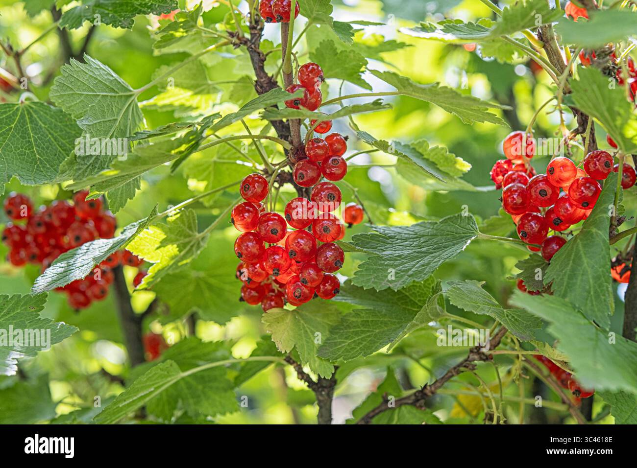 Fruits frais et biologiques à la lumière du soleil, parfaits pour une alimentation saine, un fond d'été et des concepts de mode de vie naturels. Banque D'Images