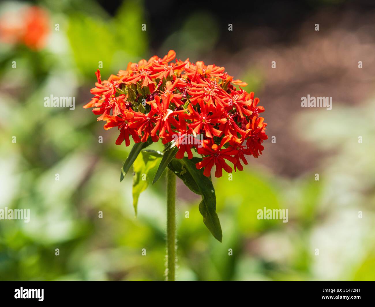 Fleurs rouges dans la tête de la croix maltaise vivace et robuste, Lychnis chalcedonica Banque D'Images