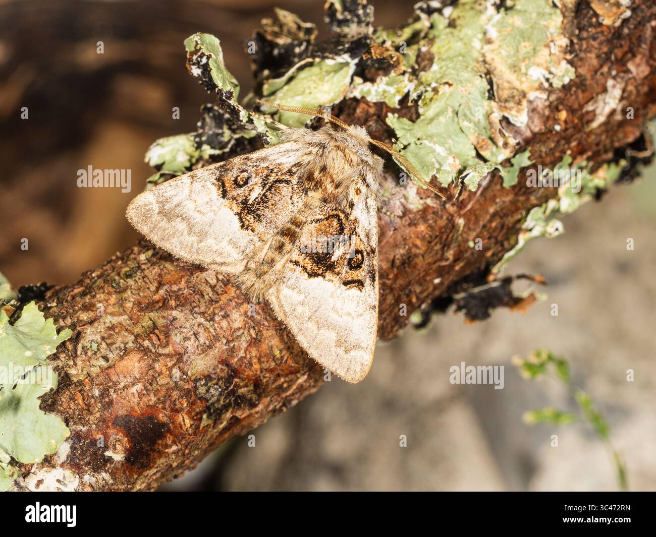 Adulte, vol d'été UK Nut-Tree Tussock Moth, Colocasia coryli, dans un jardin de Plymouth Banque D'Images Adulte, vol d'été UK Nut-Tree Tussock Moth, Colocasia coryli, dans un jardin de Plymouth Banque D'Images