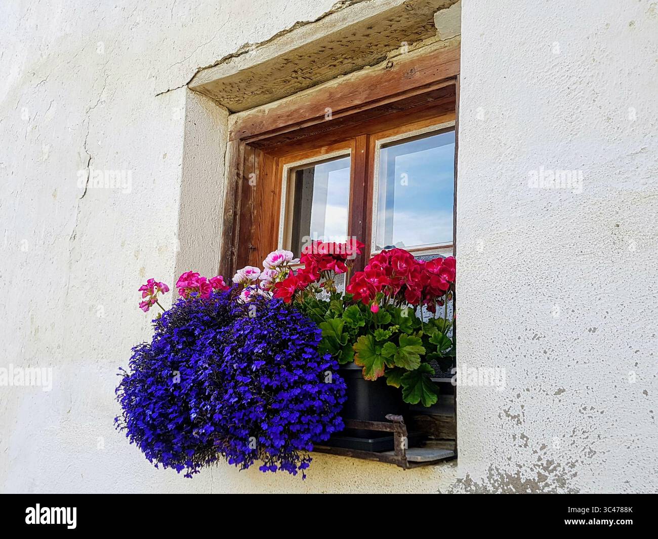 Fenêtre traditionnelle Engadine avec arrangement coloré de fleurs d'été et mur de maison blanc Banque D'Images