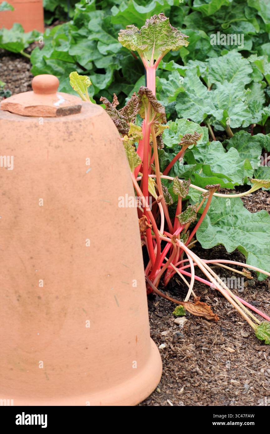 Force de rhubarbe en terre cuite et tiges de rhubarbe rose vif précoce .UK Banque D'Images