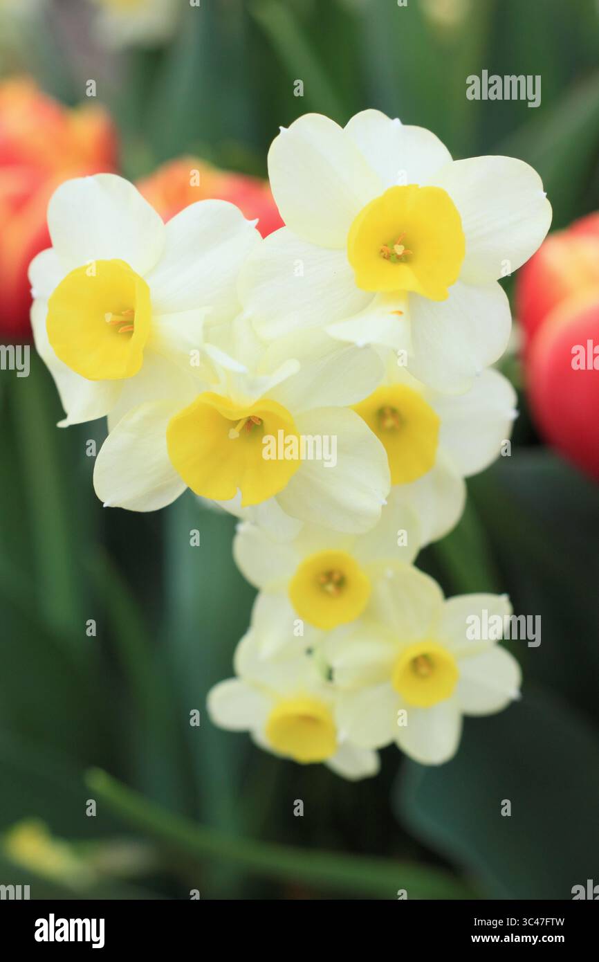 Narcissus Minnow, une jonquille de tazetta naine affichant des fleurs distinctives à têtes multiples en avril. ROYAUME-UNI Banque D'Images