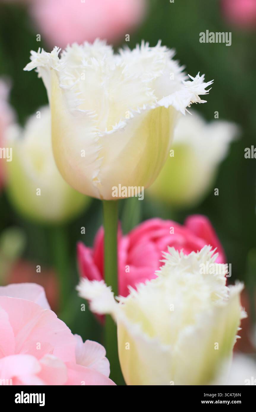 Tulipa tulipe dentelée « lune de miel ». Fleurs frangées de lune de miel tulipe en avril. ROYAUME-UNI Banque D'Images