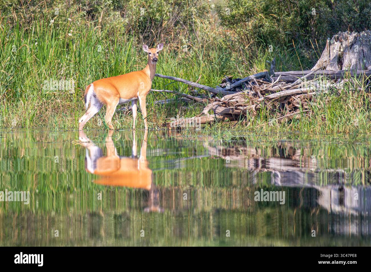 Cerf de Virginie (Odocoileus virginianus) se tenant dans la rivière Wisconsin à l'arc-en-ciel, horizontal Banque D'Images