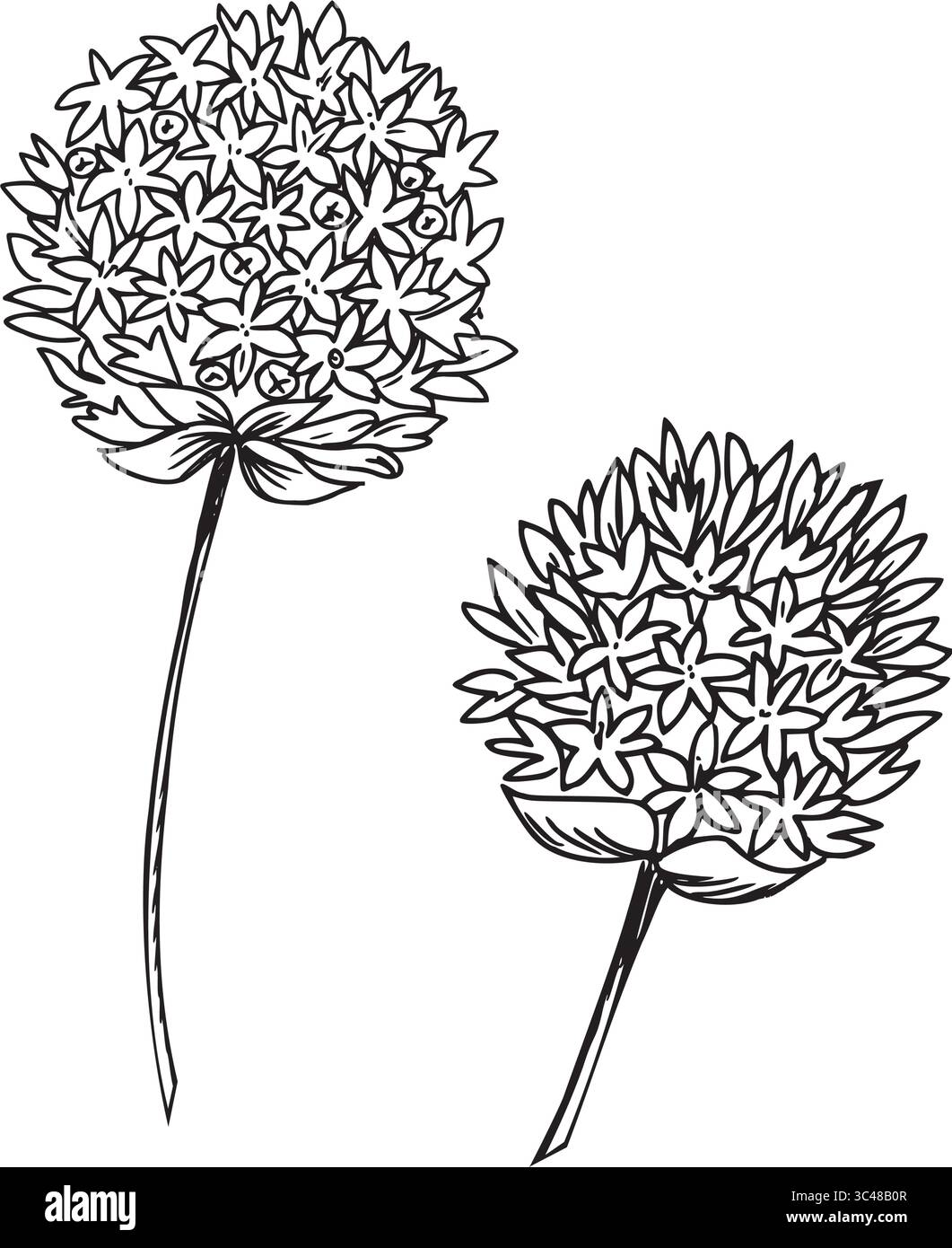Ciboulette, illustration vectorielle de fleurs d'ail. Inflorescences Allium florissantes isolées sur fond blanc. Dessin botanique à l'encre dessiné à la main. Pour le produit Illustration de Vecteur