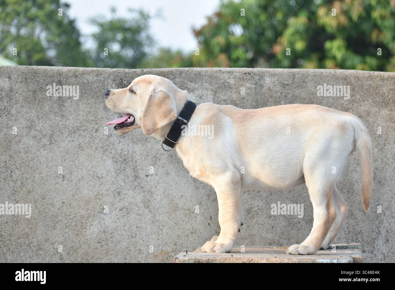 Chiot Labrador ludique et adorable aux yeux brillants et à la queue agitée, capturant le charme et l'énergie de cette race de chien bien-aimée dans un moment de joie. Banque D'Images