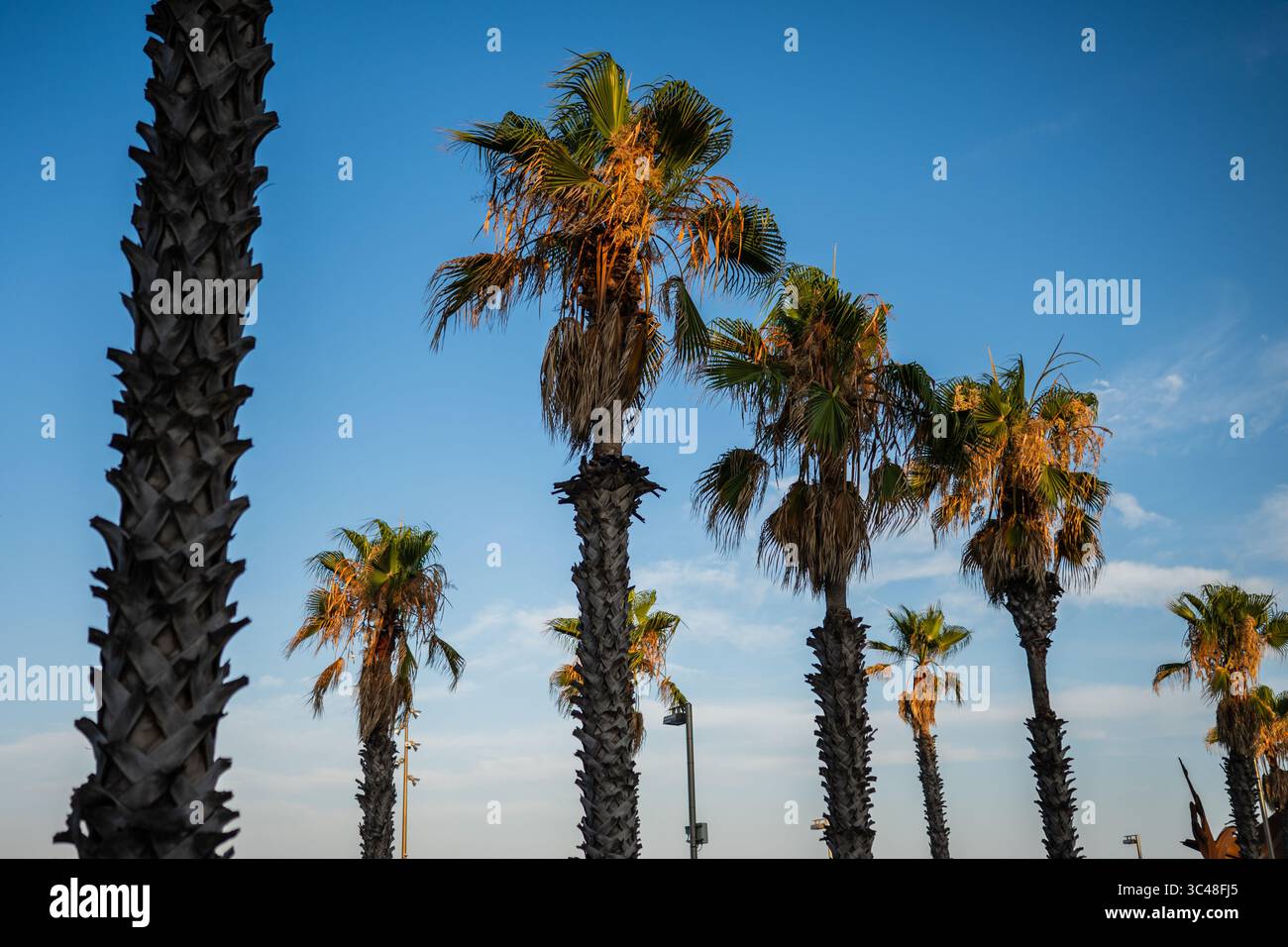 Palmiers au coucher du soleil sur la plage de Barceloneta, Barcelone, Espagne Banque D'Images