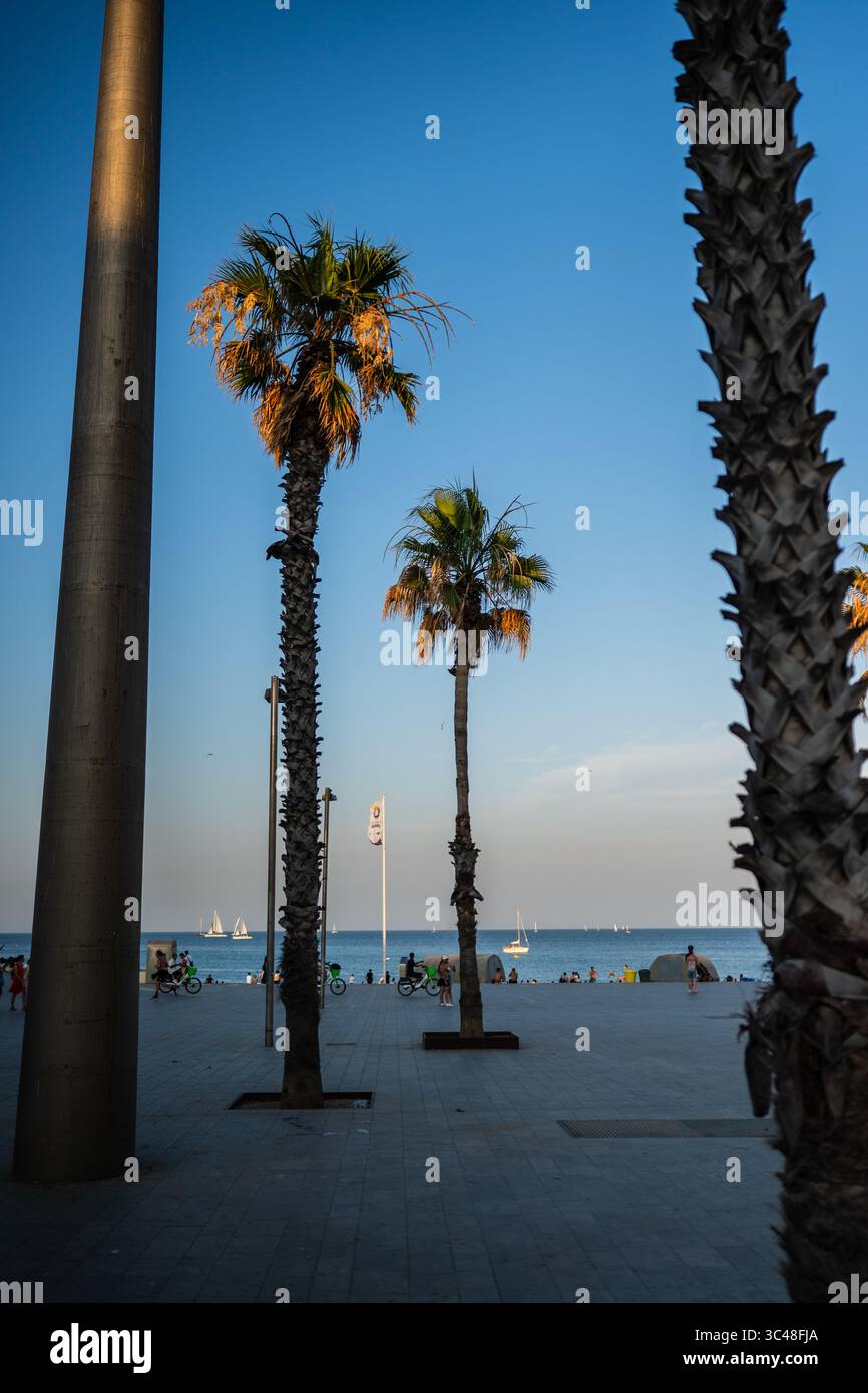 Palmiers au coucher du soleil sur la plage de Barceloneta, Barcelone, Espagne Banque D'Images