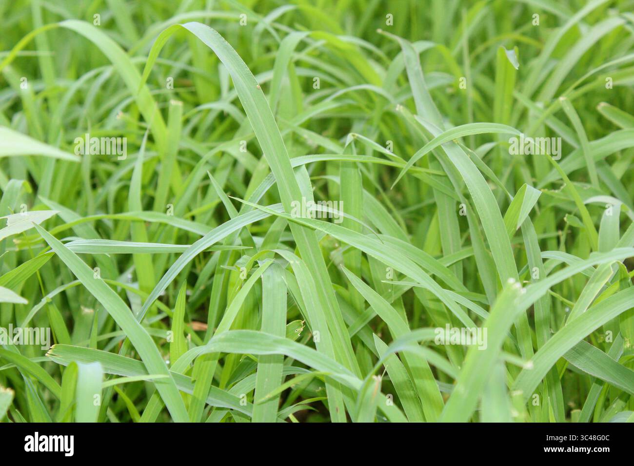Cymbopogon martinii originaire d'Inde Banque D'Images