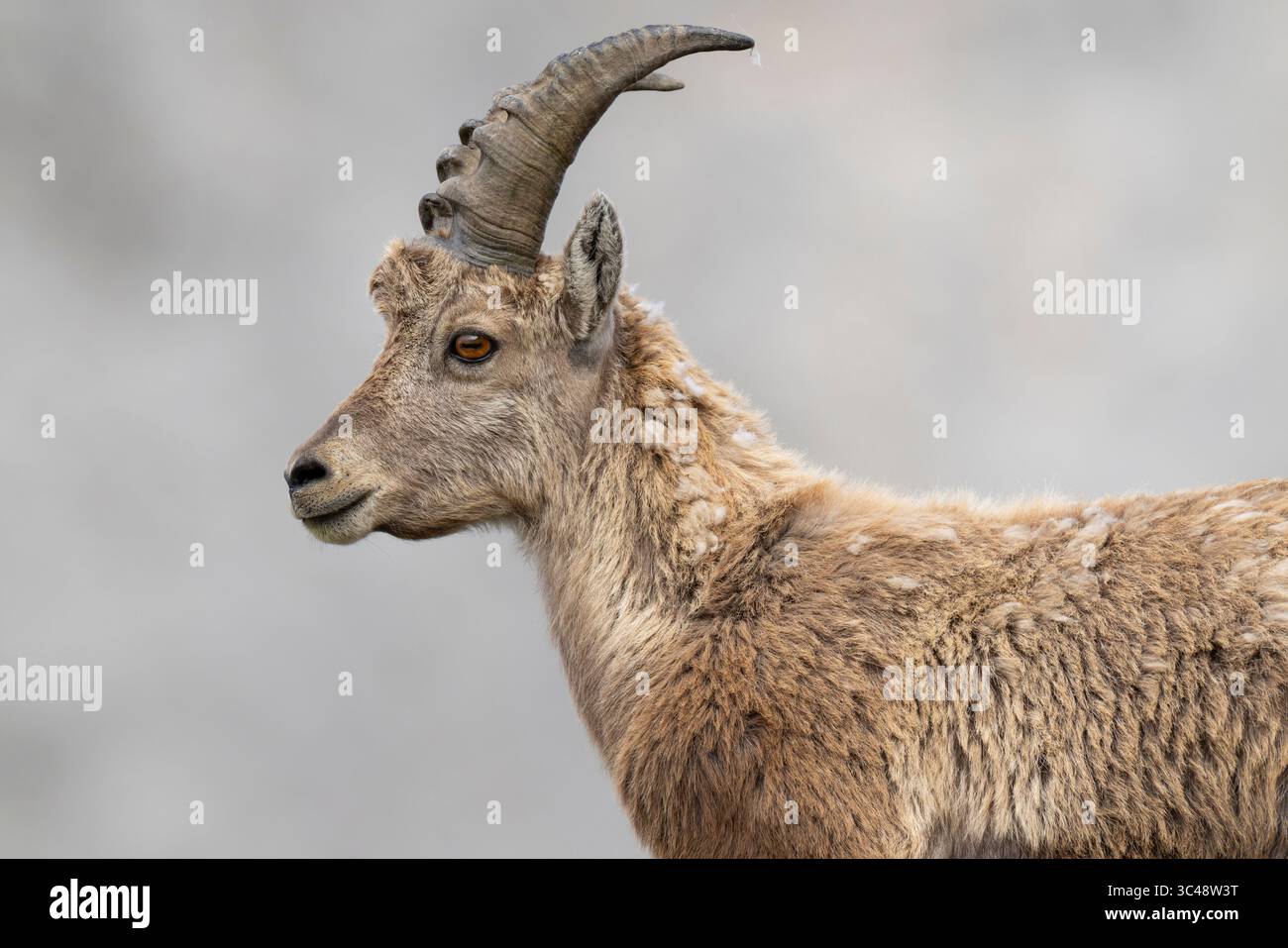 Portrait d'un bouillon alpin de 3e année (bouillon de Capra) trouvé au-dessus de la rivière Lech dans les alpes autrichiennes Banque D'Images
