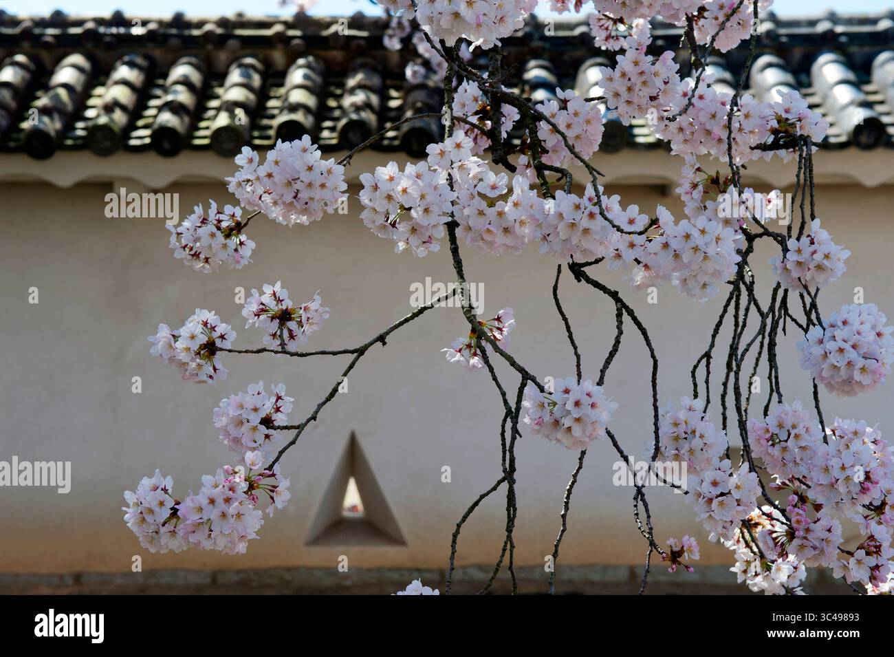 Triangulaire 'teppo-zama' (ports d'armes à feu) dans le mur de terre de la forteresse japonaise du château de Himeji pendant la saison de la floraison des cerisiers, Himeji, Japon. Banque D'Images
