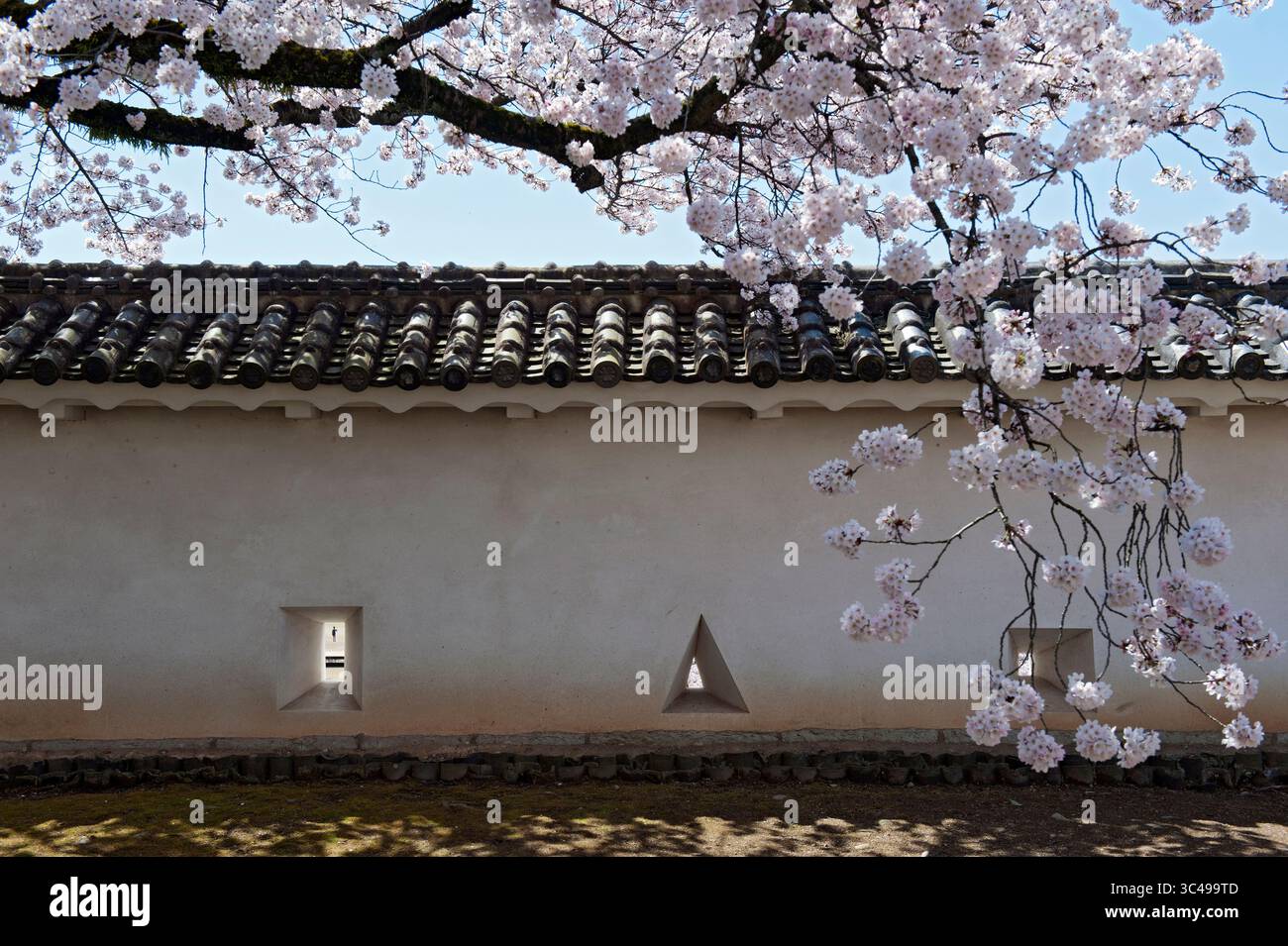 Carrée et triangulaire 'teppo-zama' (ports d'armes à feu) dans le mur de terre de la forteresse japonaise du château de Himeji pendant la saison de la floraison des cerisiers, Himeji, Japon. Banque D'Images