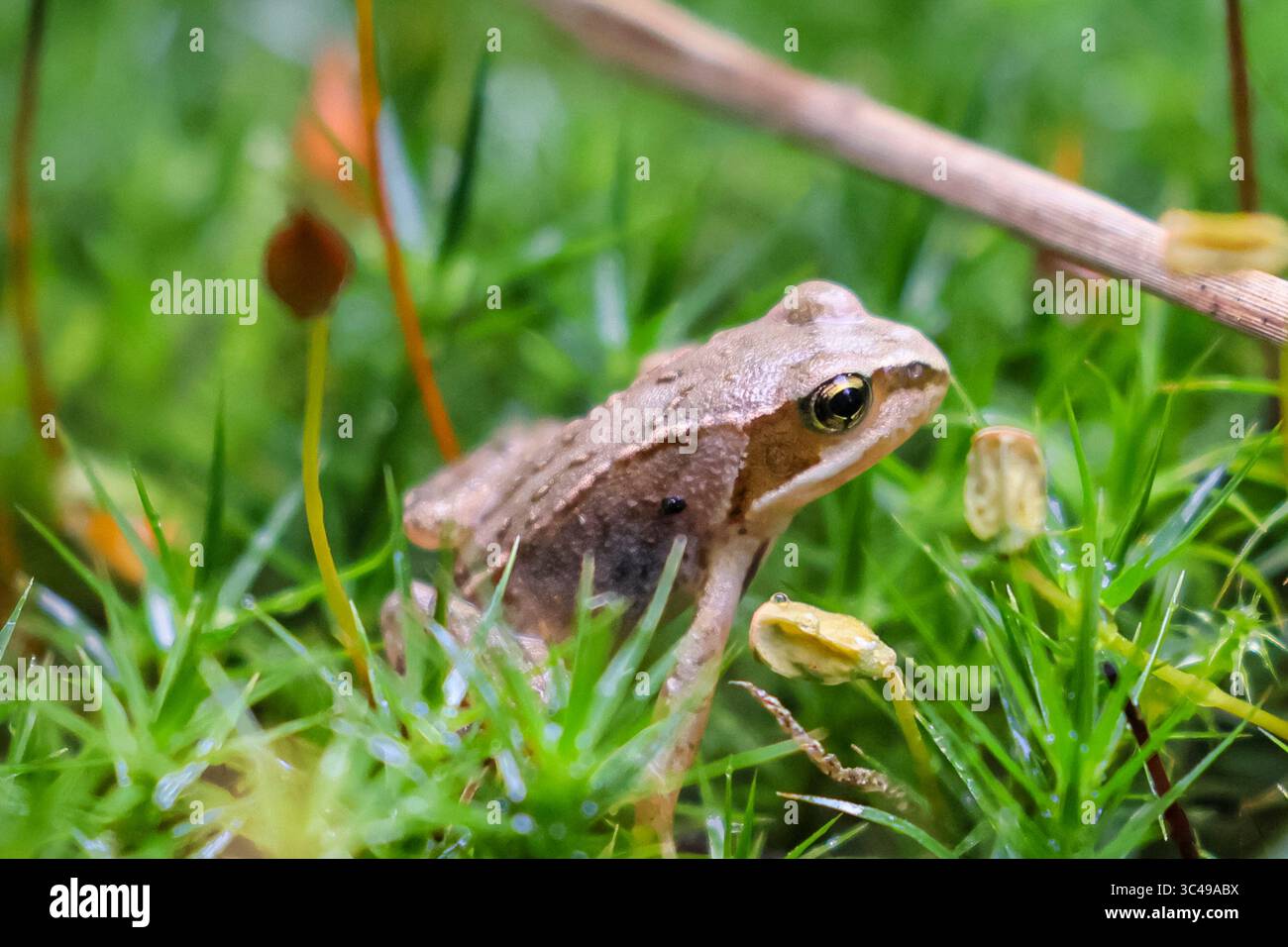 Dülmen, NRW, Allemagne. 28 juillet 2025. Une jeune grenouille herbacée européenne (Rana temporaria) houblonne autour de la mousse et des feuilles sèches dans une zone boisée près de Dülmen, car une forte averse apporte la pluie nécessaire pour les plantes sèches et la faune comme ces amphibiens semi-aquatiques. Crédit : Imageplotter/Alamy Live News Banque D'Images