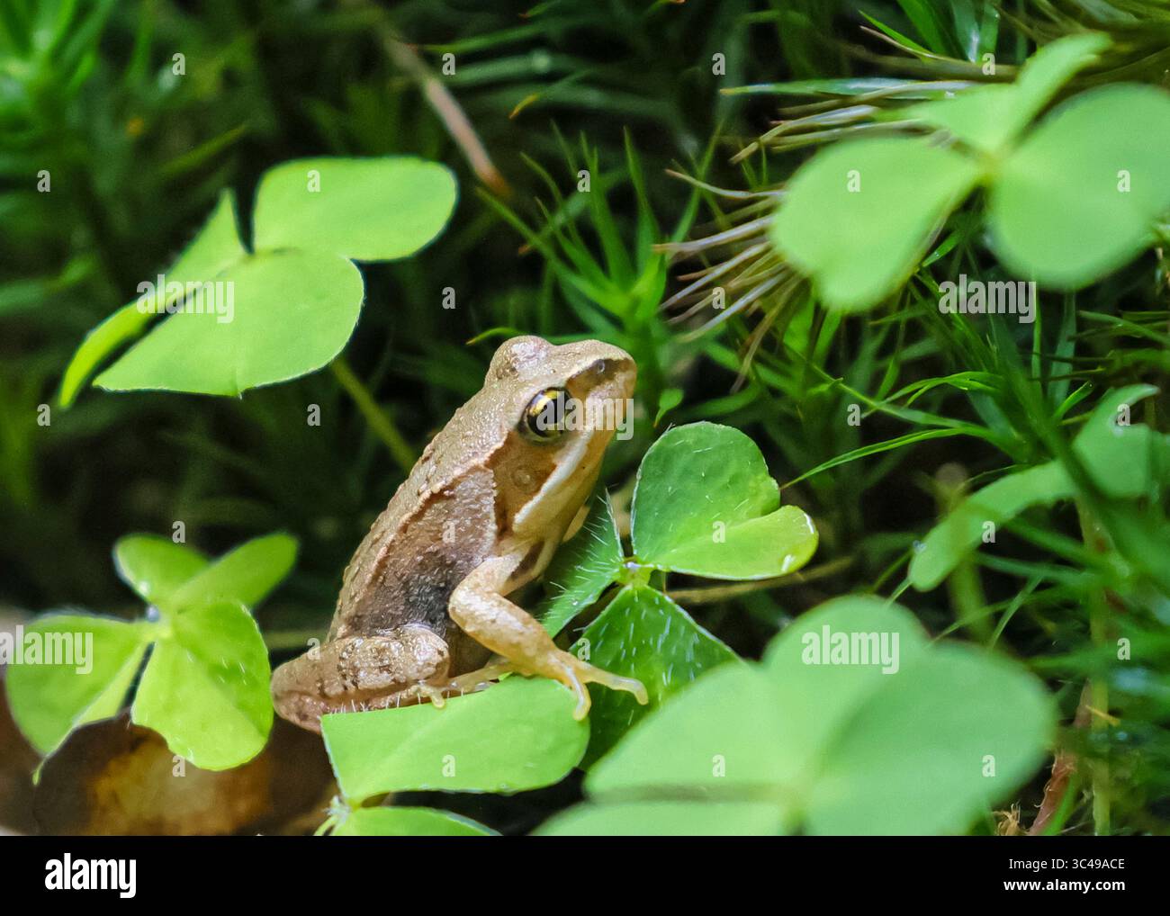 Dülmen, NRW, Allemagne. 28 juillet 2025. Une jeune grenouille européenne (Rana temporaria) est assise dans le trèfle et la mousse dans une zone boisée près de Dülmen, car une forte averse apporte la pluie nécessaire pour les plantes sèches et la faune comme ces amphibiens semi-aquatiques. Crédit : Imageplotter/Alamy Live News Banque D'Images