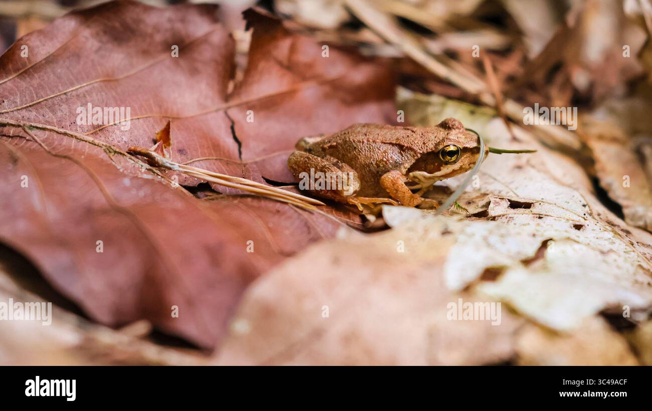 Dülmen, NRW, Allemagne. 28 juillet 2025. Une jeune grenouille herbacée européenne (Rana temporaria) houblonne autour des feuilles sèches dans une zone boisée près de Dülmen, car une forte averse apporte de la pluie si nécessaire pour les plantes sèches et la faune comme ces amphibiens semi-aquatiques. Crédit : Imageplotter/Alamy Live News Banque D'Images