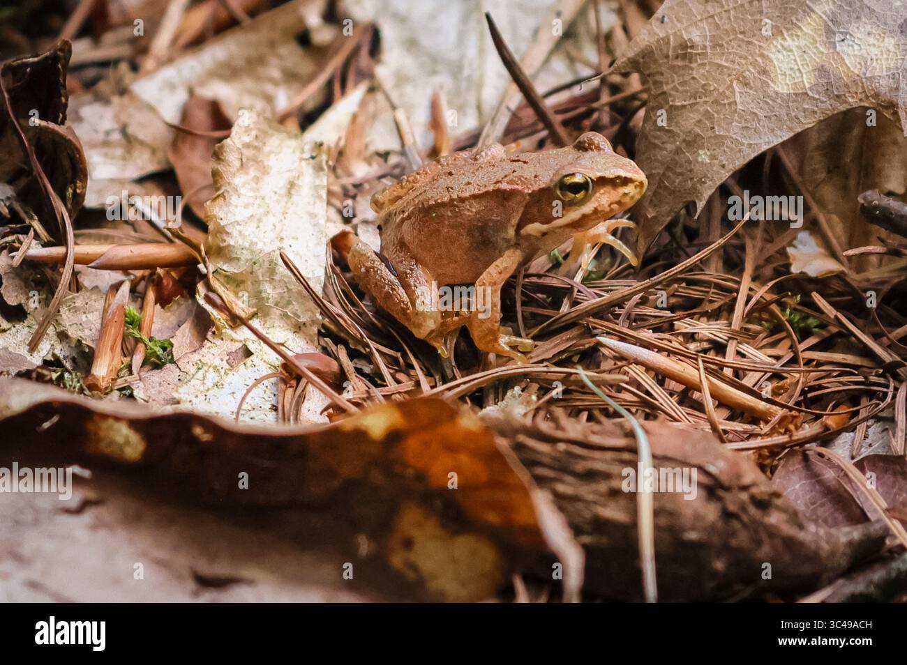 Dülmen, NRW, Allemagne. 28 juillet 2025. Une jeune grenouille herbacée européenne (Rana temporaria) houblonne autour de la mousse et des feuilles sèches dans une zone boisée près de Dülmen, car une forte averse apporte la pluie nécessaire pour les plantes sèches et la faune comme ces amphibiens semi-aquatiques. Crédit : Imageplotter/Alamy Live News Banque D'Images
