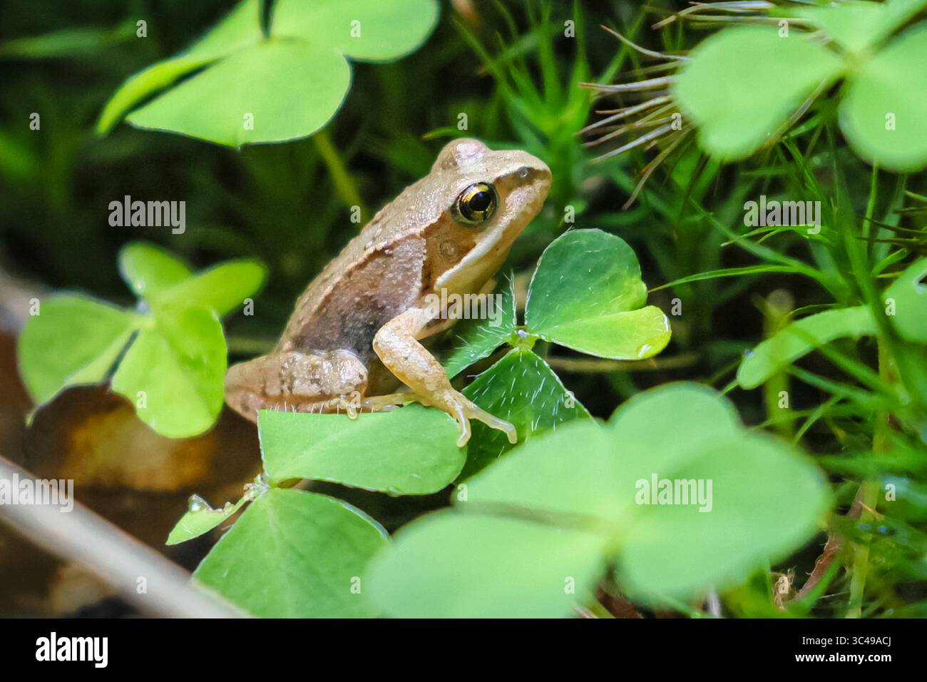 Dülmen, NRW, Allemagne. 28 juillet 2025. Une jeune grenouille européenne (Rana temporaria) est assise dans le trèfle et la mousse dans une zone boisée près de Dülmen, car une forte averse apporte la pluie nécessaire pour les plantes sèches et la faune comme ces amphibiens semi-aquatiques. Crédit : Imageplotter/Alamy Live News Banque D'Images