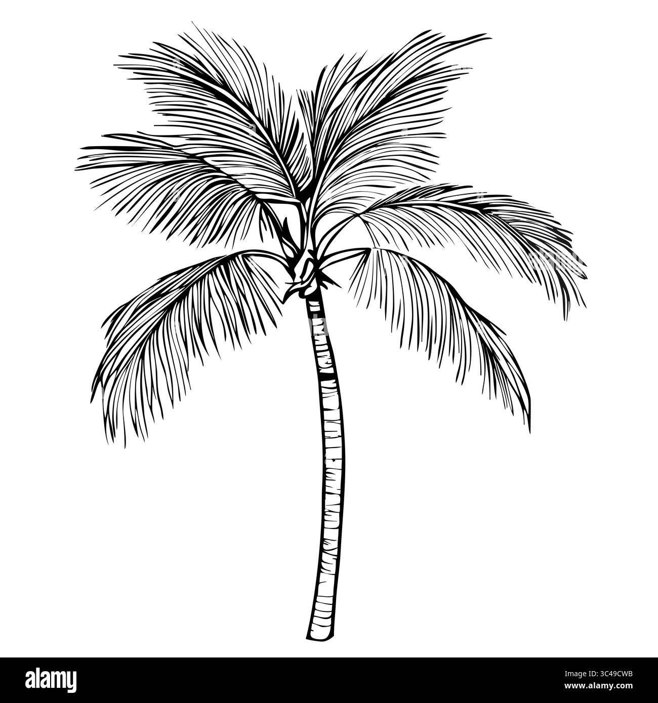 Illustration vectorielle détaillée d'un palmier avec un long tronc élancé et des frondes luxuriantes et plumeuses. Illustration de Vecteur
