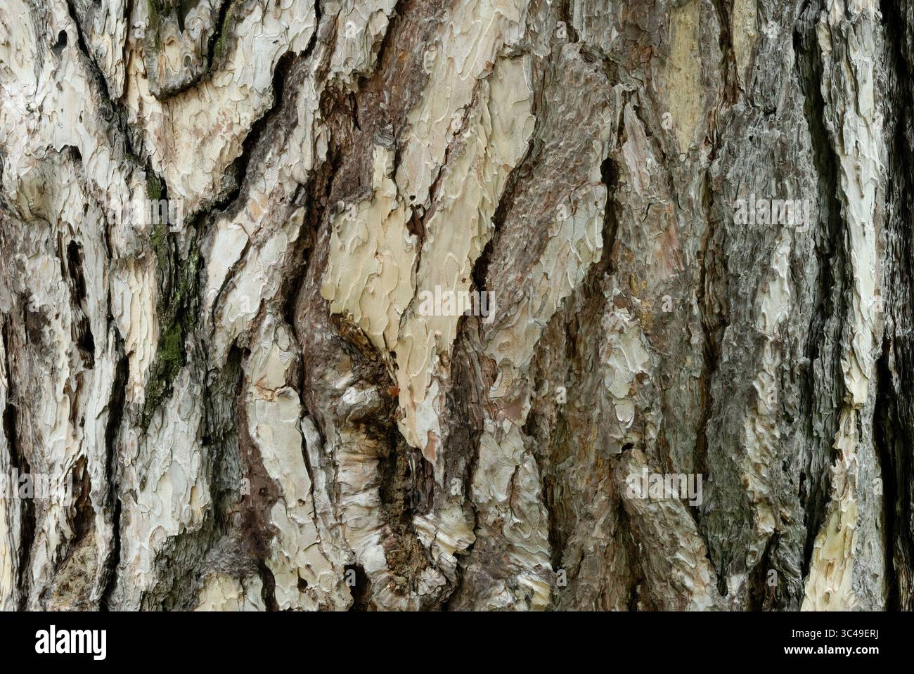 PIN noir, texture de l'écorce d'arbre Pinus nigra, gros plan. Motif ornemental. Vieille plante, tronc dans le parc. Fond abstrait naturel. Piestany, Slovaquie Banque D'Images