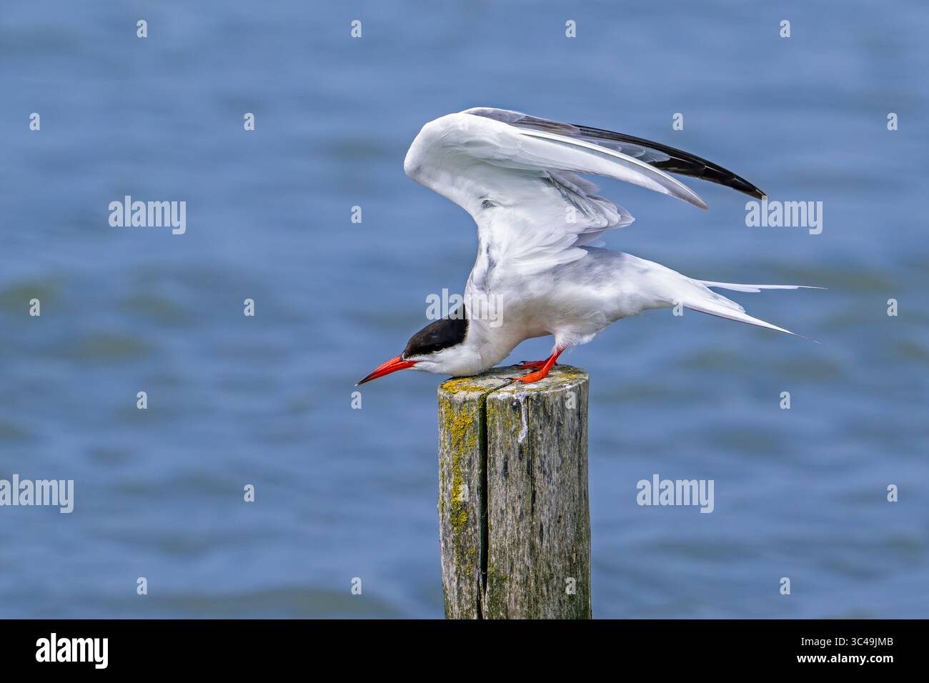 Sterne commune (Sterna hirundo) adulte en plumage reproducteur perché sur un poteau en bois et étirant les ailes le long de la côte de la mer du Nord en été Banque D'Images