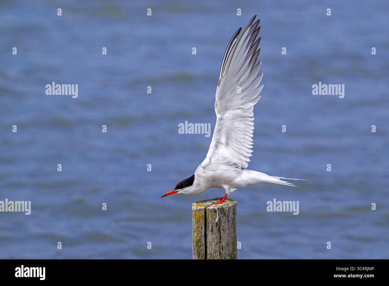 Sterne commune (Sterna hirundo) adulte en plumage reproducteur perché sur un poteau en bois et étirant les ailes le long de la côte de la mer du Nord en été Banque D'Images