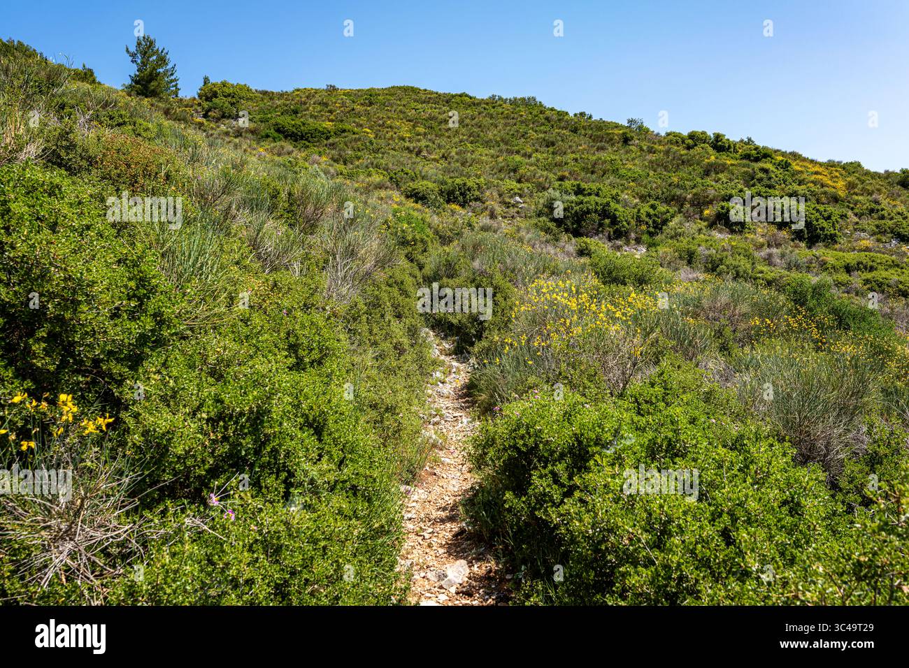 Chemin de randonnée étroit menant à une pente de montagne verte, entouré de buissons méditerranéens et de fleurs sauvages sur l'île de Lefkada, en Grèce, sous un bleu clair Banque D'Images