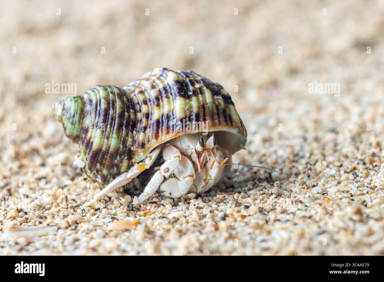 Le crabe ermite marche sur une plage Banque D'Images
