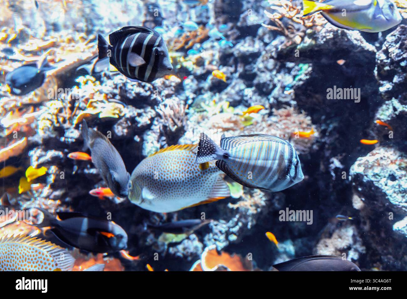 Beaucoup de poissons colorés et de corail. Photo de haute qualité Banque D'Images