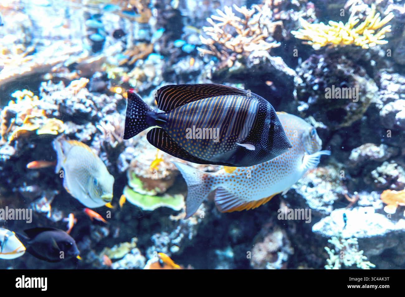 Beaucoup de poissons colorés et de corail. Photo de haute qualité Banque D'Images