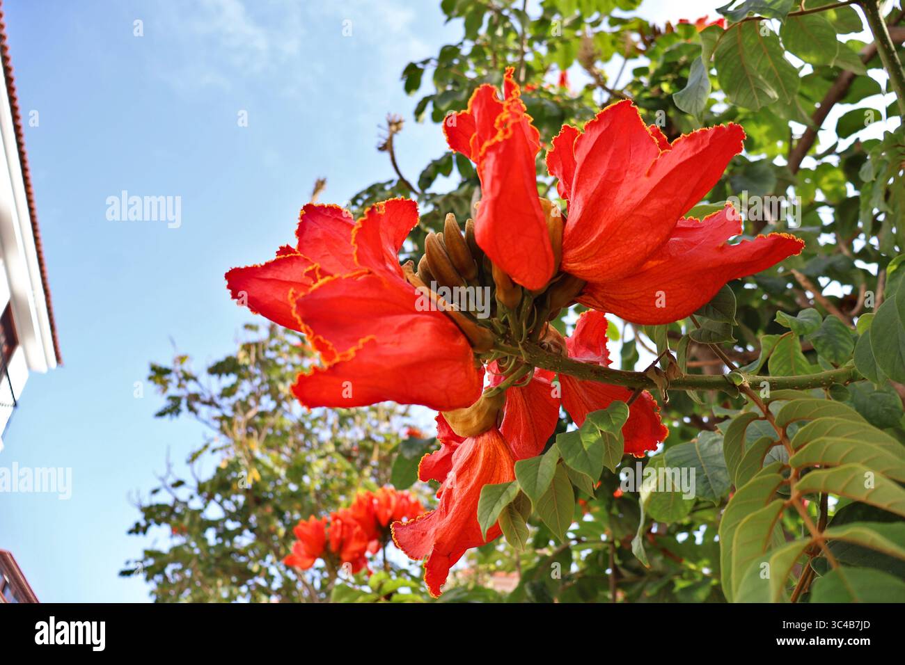 Fleurs tulipes africaines rouge vif contre un ciel bleu clair. Fleurs de tulipes africaines rouge vif fleurissent vibramment, leurs contours rehaussés par la lumière du soleil, ensemble Banque D'Images