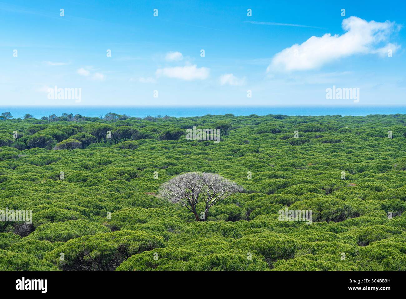 Vue panoramique sur le Parco della Maremma également connu sous le nom de Parc Uccellina. Forêt de pins, un grand arbre et la mer en arrière-plan. Province de Grosseto, Toscane Banque D'Images