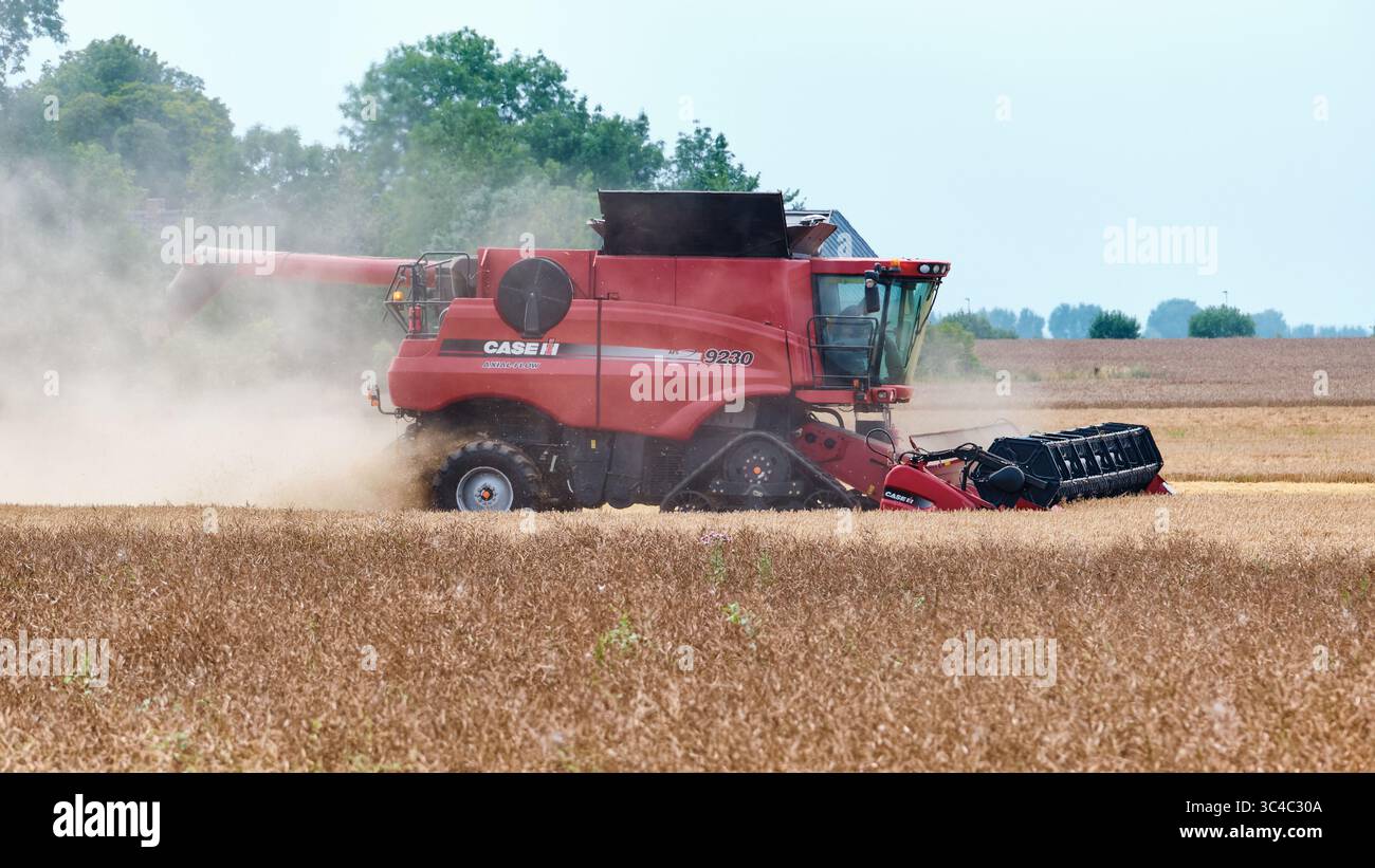 27 juillet 2025 - Skåne-Suède : moissonneuse-batteuse case IH axial-Flow 9230 ramassant le blé derrière un premier plan de légumineuses lors d'une journée d'été poussiéreuse dans le sud Banque D'Images