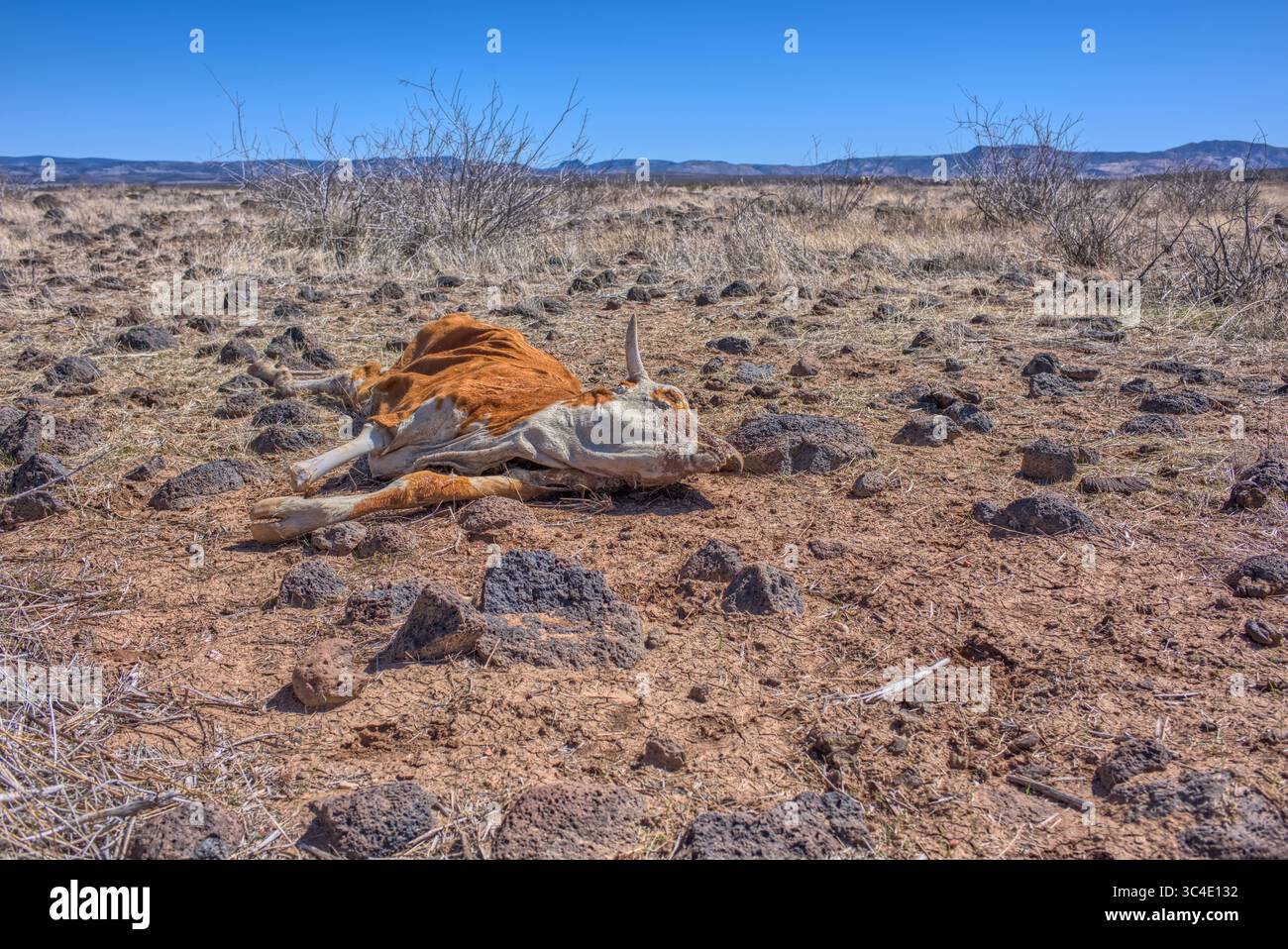 Une vache morte dans le monument national d'Agua Fria au nord de Black Canyon City Arizona. Terrains publics. Aucune autorisation du propriétaire n'est nécessaire. Banque D'Images