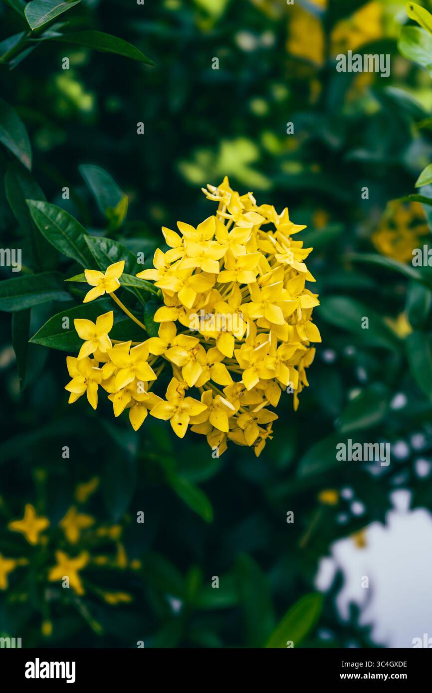 Fleur jaune ixora centrée dans un plan semi macro, entourée de feuilles vertes. Parfait pour les blogs botaniques, les visuels de la nature, le contenu de jardinage, ou flor Banque D'Images Fleur jaune ixora centrée dans un plan semi macro, entourée de feuilles vertes. Parfait pour les blogs botaniques, les visuels de la nature, le contenu de jardinage, ou flor Banque D'Images