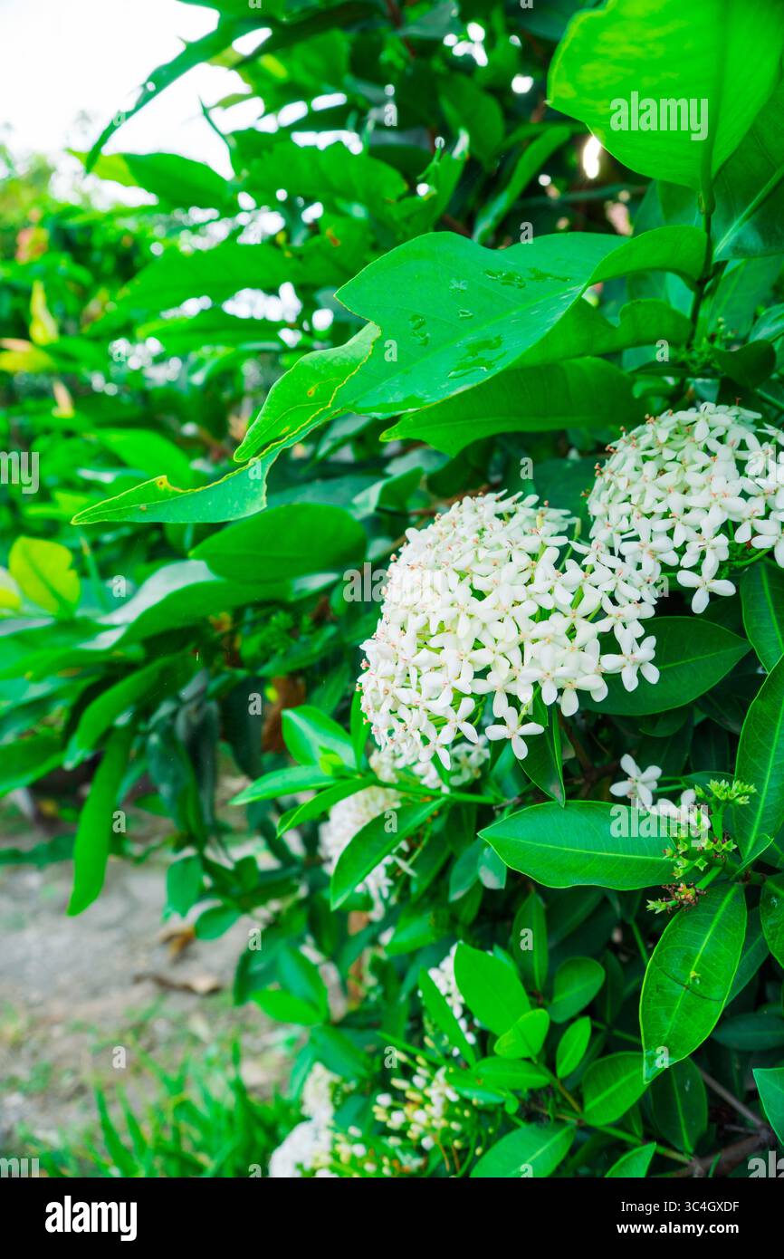 Fleur blanche d'ixora centrée dans un plan semi macro, entourée de feuilles vertes. Parfait pour les blogs botaniques, les visuels de la nature, le contenu de jardinage ou la flore Banque D'Images Fleur blanche d'ixora centrée dans un plan semi macro, entourée de feuilles vertes. Parfait pour les blogs botaniques, les visuels de la nature, le contenu de jardinage ou la flore Banque D'Images