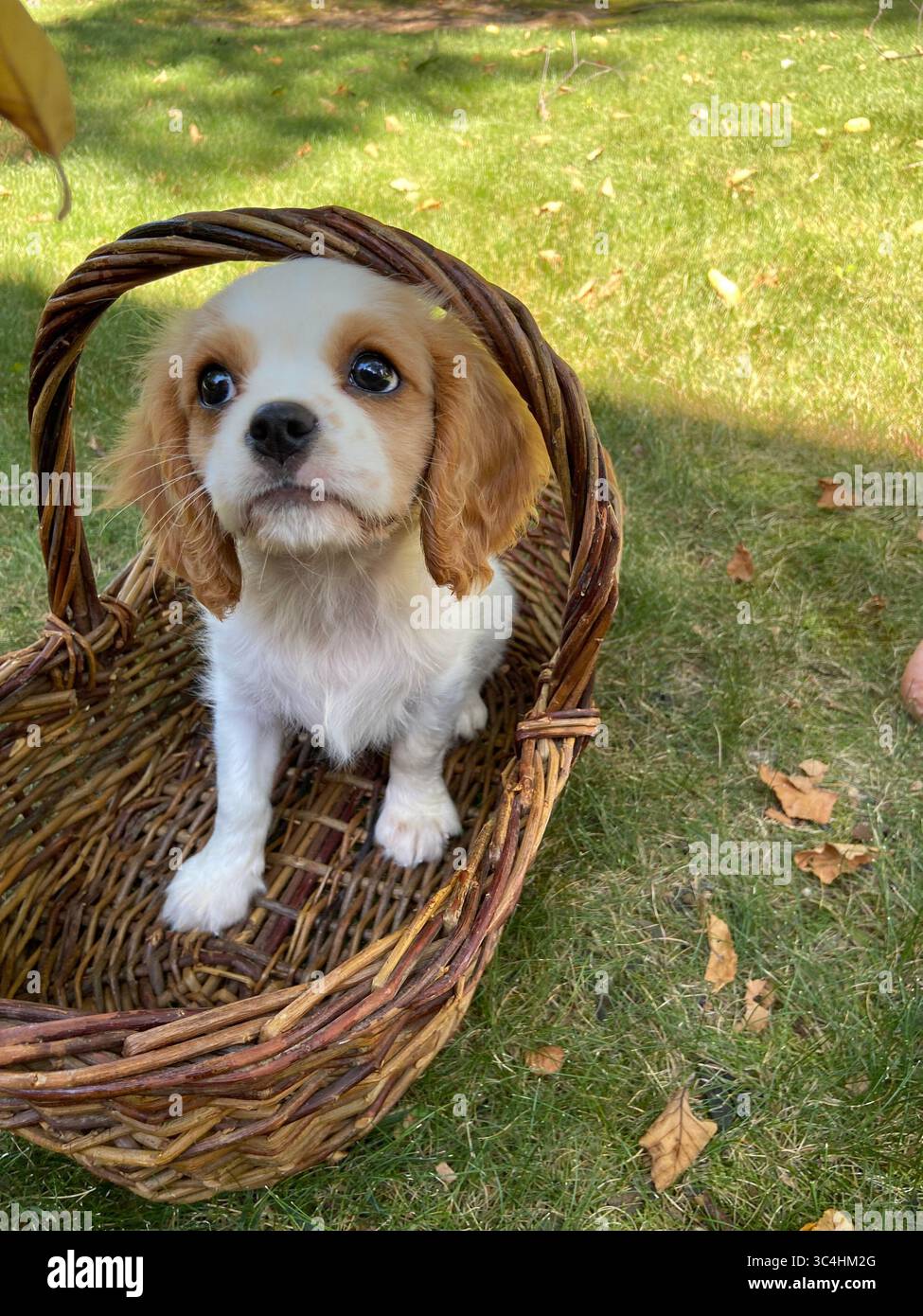 Chiot dans Un panier Banque D'Images