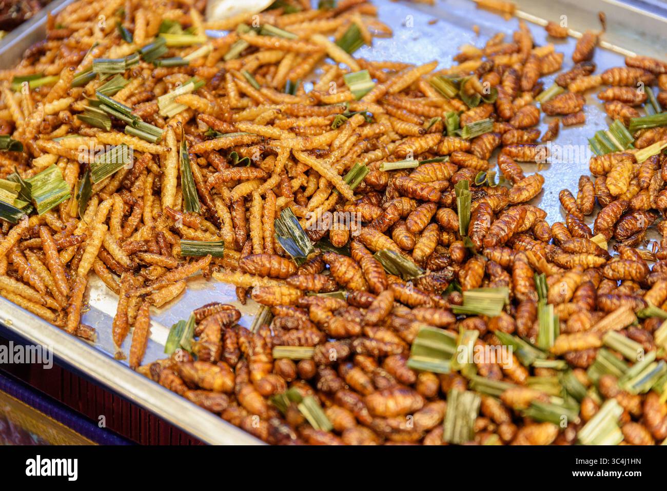 Vue rapprochée des pupes torréfiées à la teigne de soie au marché alimentaire nocturne dans un quartier chinois. Les insectes comestibles sont un aliment de rue touristique populaire en Asie. Banque D'Images