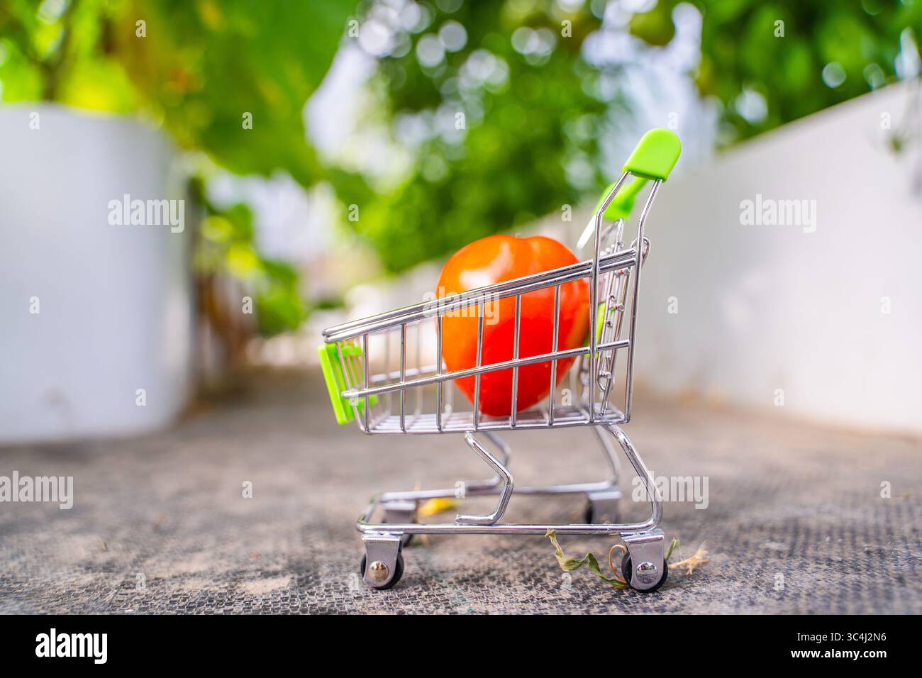 Tomate rouge dans un panier gros plan sur un fond de serre. Banque D'Images