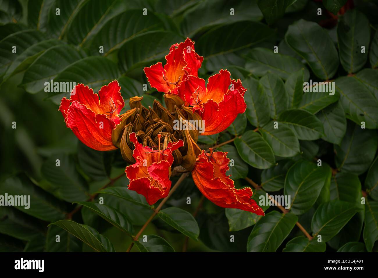 Fleurs du Tulipe africain (Spathodea campanulata) à Oahu, HI Banque D'Images