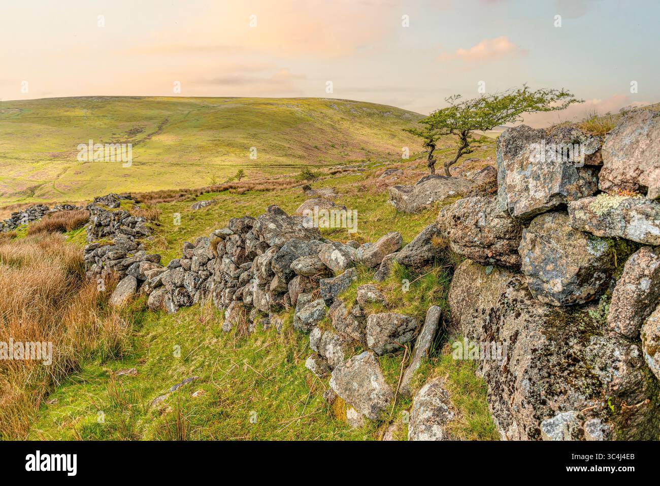 Mur de pierre dans un paysage du parc national de Dartmoor, Devon, Angleterre, Royaume-Uni | Steinmauer in einer landschaft im Dartmoor National Park, Devon, Angleterre Banque D'Images