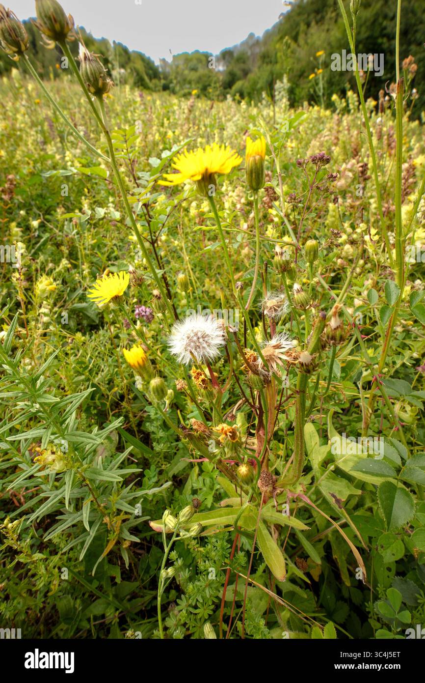 Naturel très gros plan, perspective forcée, portrait de plante à fleurs de probablement Sonchus Asper, chardon-truie épineux, chardon-lait rugueux, dans un pré. Banque D'Images