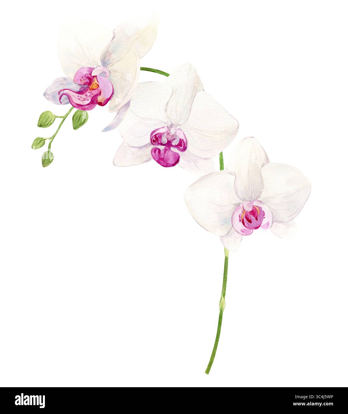 Branche d'orchidée, fleurs blanches avec centre rose. Illustration aquarelle de fleur d'été tropicale pour les invitations de mariage. phalaenopsis exotique, illustration botanique. Banque D'Images