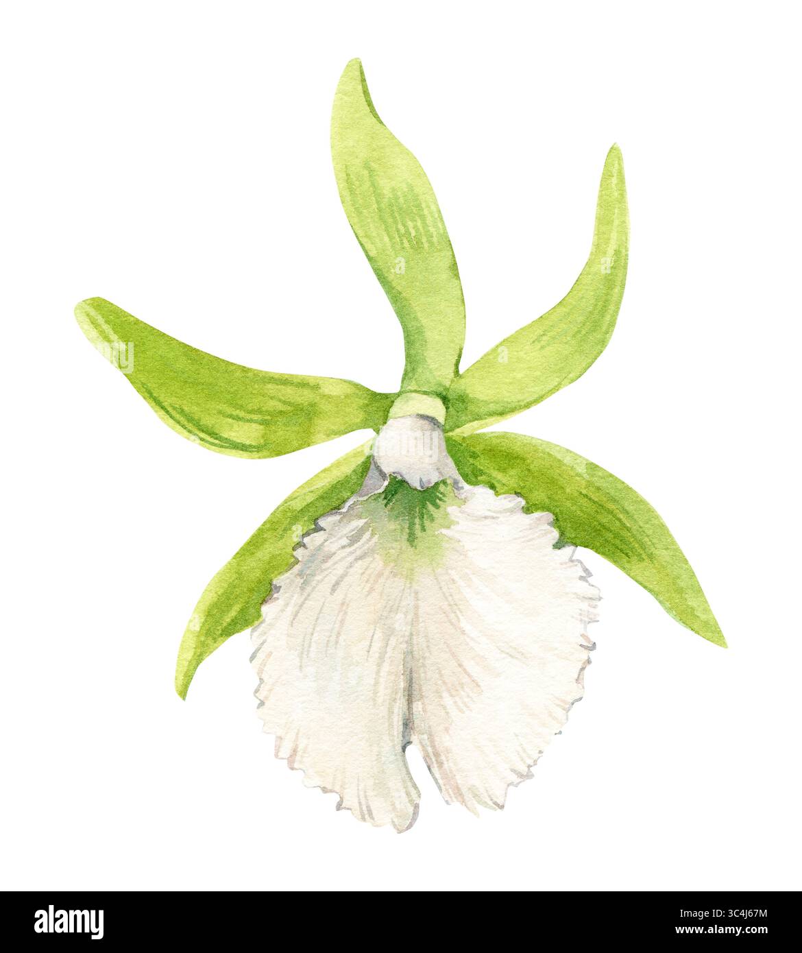 Fleur d'orchidée verte avec centre blanc. Illustration aquarelle de fleur d'été tropicale pour les invitations de mariage. Port de plaisance exotique prosthétique, illustration botanique. Banque D'Images