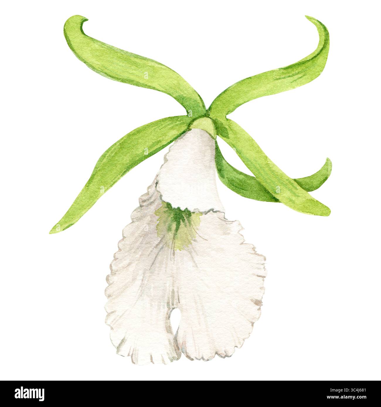 Exotique Prostechea maritima, illustration botanique. Fleur d'orchidée verte avec centre blanc. Illustration aquarelle de fleur d'été tropicale pour les invitations de mariage. Banque D'Images