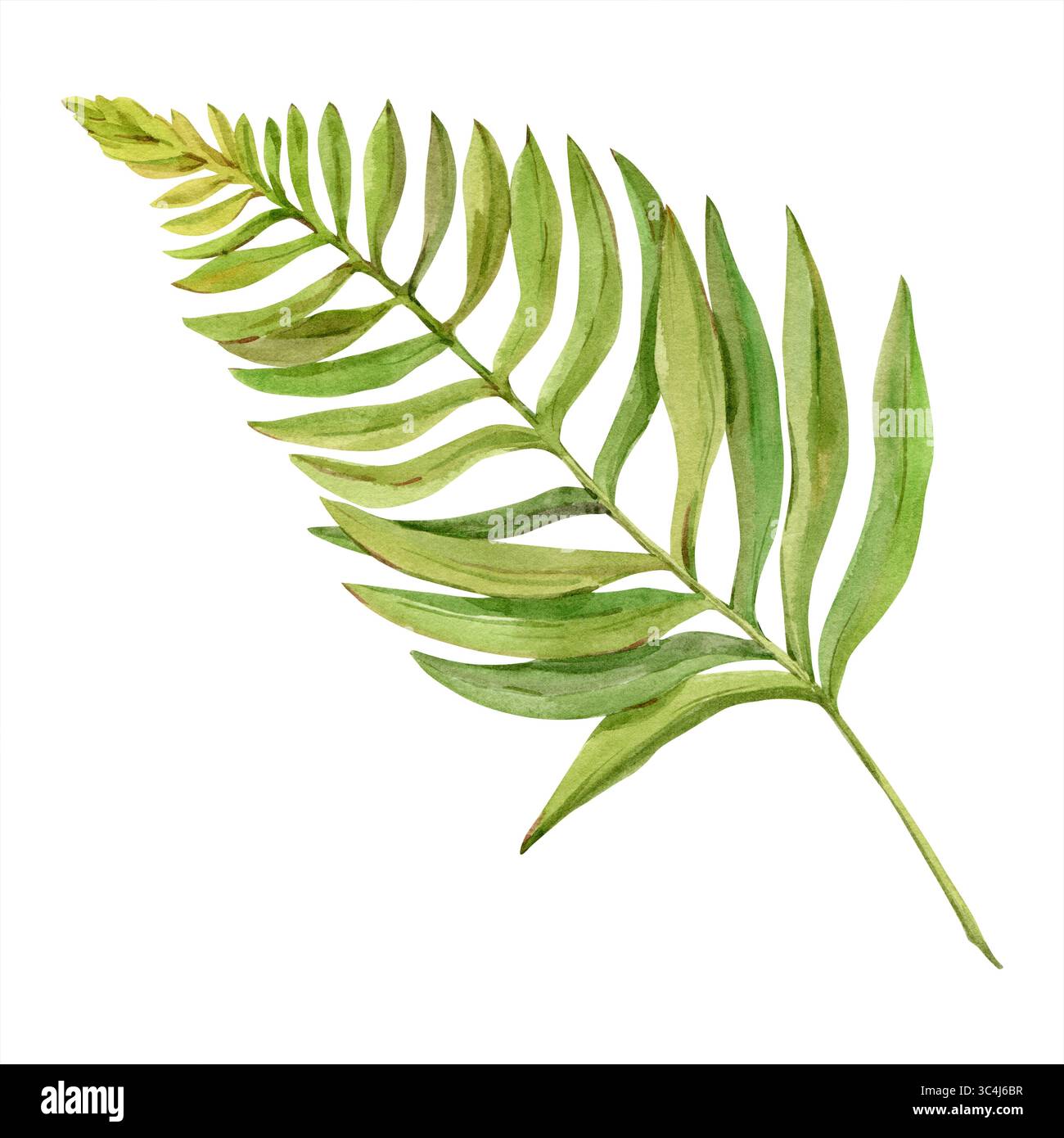 Feuille de fougère à l'aquarelle. Forêt d'herbe sauvage, feuillage tropical. Verdure pour arrangements floraux et décoration de mariage. Banque D'Images