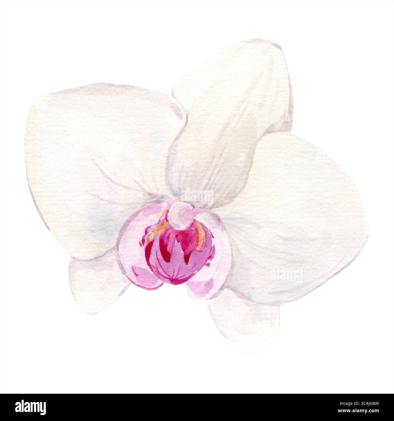 Orchidée blanche avec centre rose. Illustration aquarelle de fleur d'été tropicale pour les invitations de mariage. phalaenopsis exotique, illustration botanique. Banque D'Images