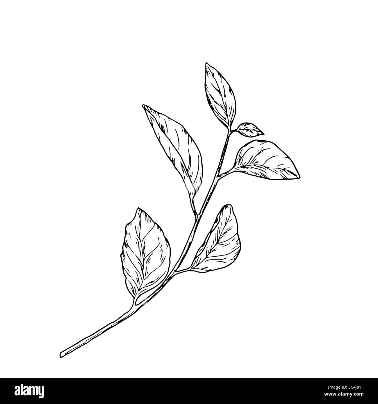Branche de ressort avec des feuilles, , esquisse de dessin simple. Illustration vectorielle. Feuilles gracieuses sur une branche isolée sur un fond blanc. Pour un mariage Illustration de Vecteur