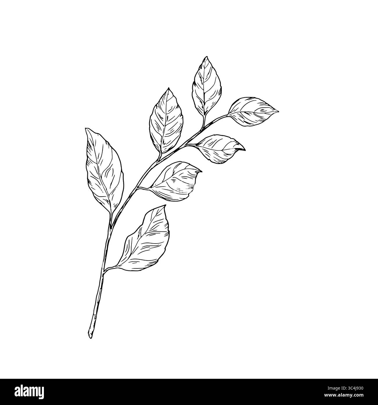 Branche de ressort avec des feuilles, , esquisse de dessin simple. Illustration vectorielle. Feuilles gracieuses sur une branche isolée sur un fond blanc. Pour un mariage Illustration de Vecteur